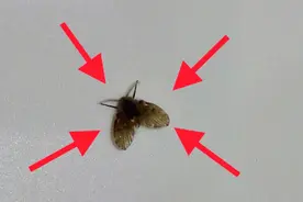 家里卫生间出现小飞虫，教你一招，简单消灭，再也不会出现小飞虫视频封面