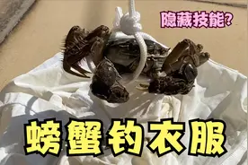 用螃蟹真的可以捡回衣服吗？帅小伙亲测！