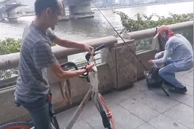 广州珠江，小伙钓鱼几分钟一条，连乌龟都有，这里钓起的鱼能吃吗视频封面