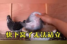快下窝的鸽子还是无法站立行走？育雏期要给种鸽供应充足的保健砂视频封面