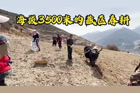 海拔3500米的藏区春耕，土地全靠牛来耕，两头牛一天耕了10多亩视频封面