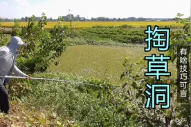 传统七星漂钓草洞，选对位置很关键，合理做窝让你渔获翻倍