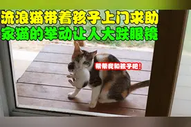 流浪猫带着5只小猫上门求助，家猫的反应耐人寻味，主人也慌了！视频封面