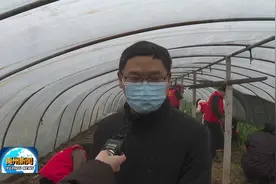 蒜苗滞销农民急 政府帮忙解难题视频封面
