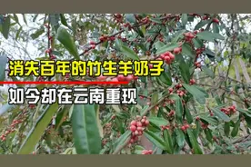 消失了100多年，如今却在云南重现，竹生羊奶子到底是个啥？视频封面
