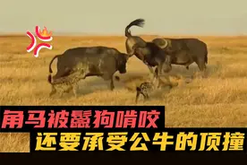 角马即将逃出鬣狗的包围圈，却被野牛顶飞成为鬣狗的大餐死真冤。视频封面