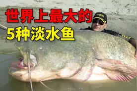 世界上最大的5种淡水鱼，你见过重达1吨的河流巨怪吗？