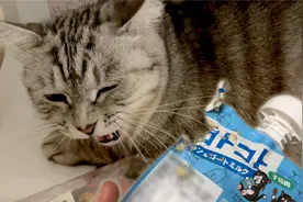 猫咪咬破零食偷吃被逮，心虚满屋子藏，最后假装求饶面壁思过！视频封面