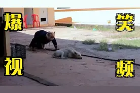 爆笑视频：当带上老虎面具去吓狗子时，狗子的动作太搞笑了！视频封面