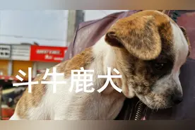 农村养狗大叔太有才，虎斑斗牛犬和鹿犬混血，创造奇特新品种