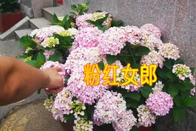 粉红女郎绣球，虽然不是名贵的品种，养好的也有美的效果！视频封面
