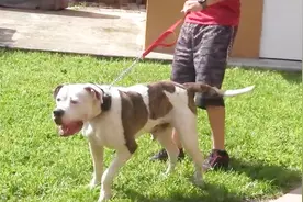 为什么老人经常说咬了主人的狗必须取命？今天可算是明白了视频封面