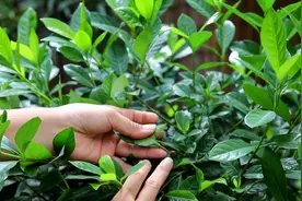 养护栀子花，教你一招方法防虫，很多人都在用