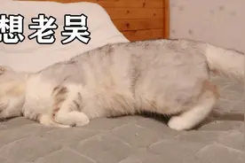 猫咪跟老吴什么关系，母猫要不要绝育视频封面
