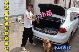 炎热的夏天小伙把鸡蛋放进后备箱，却孵化出了小鸡，金毛大喊神奇视频封面