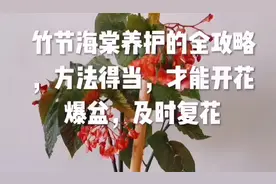 竹节海棠养护的全攻略，方法得当，才能开花爆盆，及时复花视频封面