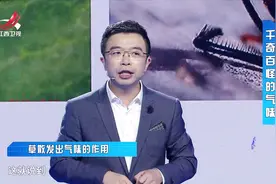 割草机割草时会散发一股青草味，这是草发出的一种求救信号视频封面