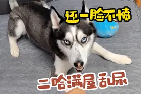 二哈把家里的窗帘尿一遍，主人骂它两句它还跟主人干架，太嚣张了视频封面