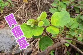 揭秘贵州民间秘传草药胃痛草，懂的人会用它煮鸡蛋吃，你认识吗？