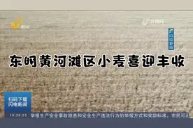 东明黄河滩区小麦喜迎丰收，长势良好，收割机在田间来回穿梭作业视频封面