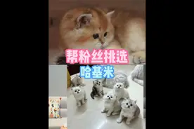 帮粉丝挑选金渐层 金渐层怎么选 金渐层怎么看 金渐层挑选方法