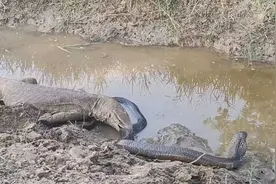 眼镜王蛇被蜥蜴咬住了尾巴，谁会在这场战争中胜出呢？视频封面