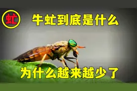 早些年农村随处可见的牛虻，到底是啥？为啥越来越少了？