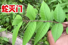 终于找到“蛇灭门”，它就是豆科植物望江南，价值厉害了！视频封面