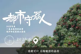 多元模式助力非遗文化破圈，宁波银行助推南山荔枝走进千家万户视频封面