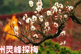 杭州植物园灵峰探梅 梅花最佳花期已到 周末我们共赴春天浪漫约会视频封面