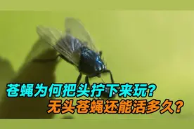 苍蝇为何把自己的头拧下来玩？是因为好玩吗，无头苍蝇还能活多久视频封面