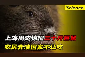 上海周边惊现17公斤“巨鼠”，农民头大欲哭无泪，但国家却不让吃