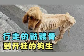 惨遭主人遗弃的流浪金毛，获救助后从一具行走的骷髅到开挂的狗生视频封面