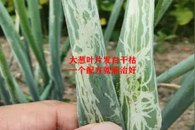 大葱叶片发白干枯，都是这个虫引起的，一个配方就能治好