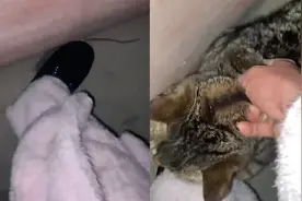 女子一脚踩住老鼠，还以为是女壮士，下一秒声嘶力竭摇猫咪救命！视频封面