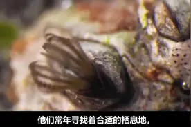 藤壶寄生鲸鱼身上，霸占船底人人嫌，为啥到了欧洲卖出视频封面