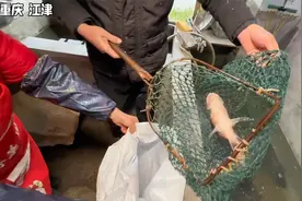 重庆江津乡村香水鱼，花鲢38元一斤，一锅鱼半锅油，巴适得板视频封面