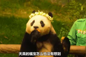 熊猫福宝旅居韩国，被姜爷爷宠成财阀公主，最后回国难舍难分视频封面