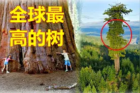 全球最高的树是红杉，115米重209吨，靠近就罚款5000美元坐牢半年视频封面