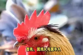 属鸡人和这4个生肖做夫妻，一辈子不离不弃，晚年幸福美满！视频封面