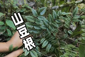 深山里的神奇植物山豆根，药用价值高，看看你家乡有这种植物吗？