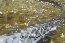 你没有看错，这不是蟒蛇，而是世界上最大的毒蛇 --- 眼镜王蛇视频封面