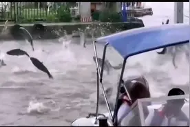 地震前兆？闷热缺氧？云南地震局回应滇池大面积鱼群“跳龙门”