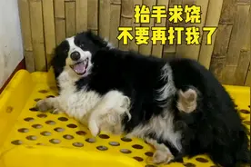 经常被主人毒打的狗狗，总是露肚皮抬手求饶，满脸委屈太可怜了视频封面