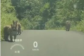 父子驾车偶遇5只东北虎拦路，自在闲逛却压迫感十足视频封面