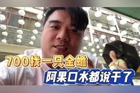 花700找一只金蟾，口水都能讲干不一定谈得下来视频封面