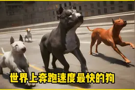 世界上奔跑速度最快的狗视频封面