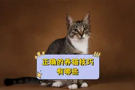 正确的养猫技巧有哪些？这几点要记住！