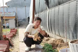 一种耐寒花，北方地栽冻不死，花色繁多开花美