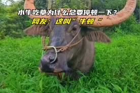 水牛吃草为什么总要停顿一下？网友：这叫“牛顿”！
